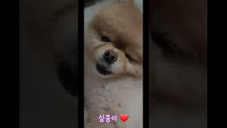 #animal #cute #dog #puppy #강아지 #강아지영상 #심쿵 #심쿵이 #포메라니안 #funny