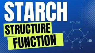 STARCH: WHAT IS STARCH? STRUCTURE AND FUNCTION