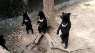 Cox's Bazar Dulahazra Safari Park