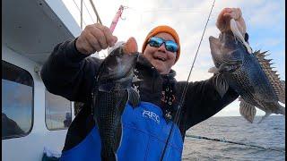 Boat Limit of BIG SEA BASS on Board The Ocean Princess - Ocean City, MD