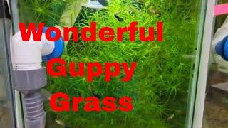 Wonderful Guppy Grass!
