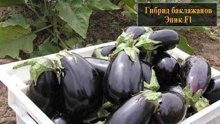 Гибрид баклажанов Эпик