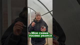 Сеем редис по такой схеме и всегда остаемся с урожаем  #сад #огород #дача #рассада #посев #редис