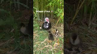 Урок чистоты для утят  #сочи #travel #nature #утка #duck
