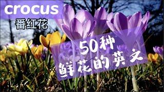 【英语】50种鲜花的英文名称/ 50 Flowers Names in English