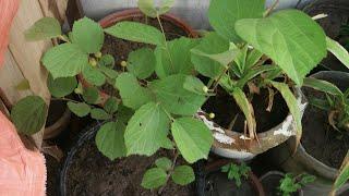 How To Grow Falsa In pots. All About its care and Fertilizer Tips. Grow Falsa Tree