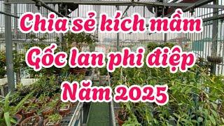 Thời điểm kích mầm gốc lan phi điệp năm 2025