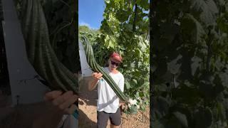 Luffa sponges grown on aeroponic towers #luffa #farming #gardening #agriculture