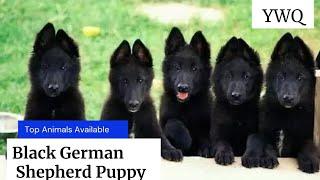 Solid black German Shepherd puppy for sale  Black German shepherd price in Pakistan