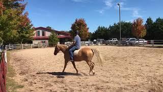 David Salter riding test