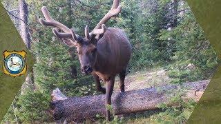 Trail Cam Video