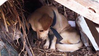 Stray dog with collar nearly starved to death, still unwilling to trust humans