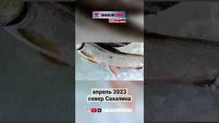 @sakhalinfish65 #сахалин #рыбалка #fishing
