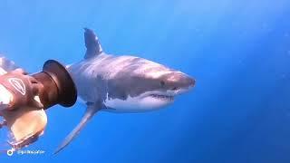 Great white shark