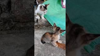 #cats #catlover #cat #kucing #kucingkampung #kitten #trending #shorts #@Mpus-18