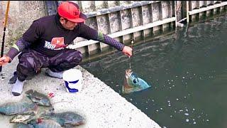 Yakin ngeri ngeri sedap setiap Mancing di sini joran tegek selalu di hajar ikan Nila Babon Super