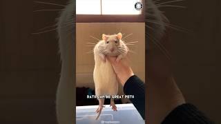 Rats   Why They Make Great Pets?