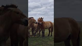 Оренбургский заповедник: Лошадь Пржевальского.