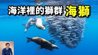 跟鯊魚、海豚合作，從沙丁魚吃到金槍魚，現在連企鵝也不放過！智力超群的「海中之獅」——海獅【老肉雜談】