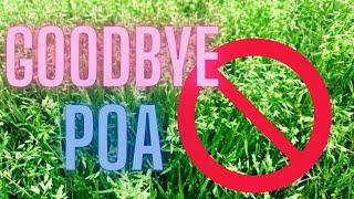 How to Control POA ANNUA  | Weed Control | DIY Lawn Coach