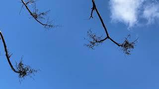 Tree of Heaven - branches & twigs - March 2025