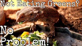 How To Get Your Bearded Dragon To Eat Greens [The 3 Best Tips]