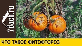  Что такое фитофтороз - 7 дач
