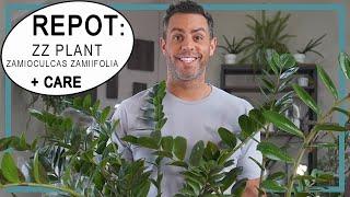 Repotting *2* ZZ Plants (Zamioculcas Zamiifolia)! ZZ Plant Care, Soil, How Often to Water + More!