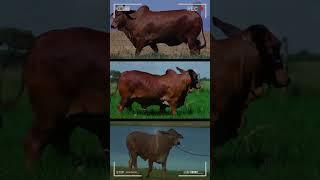 ️ Raza Bovina Red Sindhi