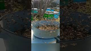 Белковая подкормка пчёл весной #пасека #shorts