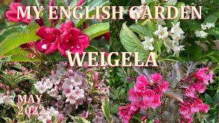 Weigela Tour - My English Garden - May 2022