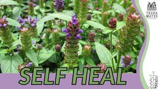 SELF HEAL Information, Description & More! (Prunella vulgaris)