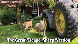 When The Sheep Take Control Of The SheepFarmer!