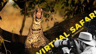 Leopard in Stunning Light + A Wild Dog Dilemma! Virtual Safari #252