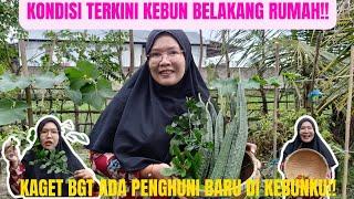 KONDISI TERKINI KEBUN BELAKANG RUMAH!! KAGET BGT ADA PENGHUNI BARU DI KEBUNKU!!!