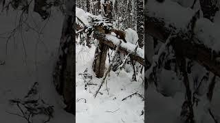 ФОТО ЛОВУШКА #зима #охота #соболь #fishing #huntingrussia #животные #снег #медведь #carpfishing