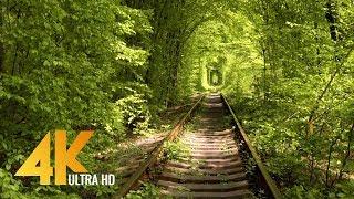 Walking Through the Tunnel of Love in Klevan, Ukraine - [4K] Virtual Walk with Birds Singing