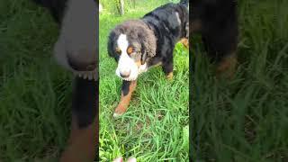 #puppy #bernesedog #bernesemountaindog #bmd #barvommatterhorn #cute #animals