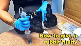 Brave Bunny Gets Lifesaving Fluids at the Hospital  | A Heartwarming Journey to Recovery