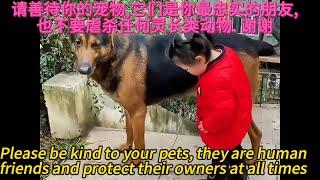 Animals' super perceptual ability to save people video highlights#dog#cat#dogs#cats#cute#cute dog