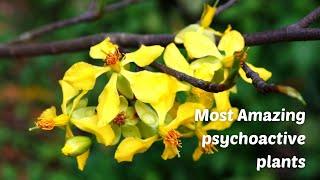 Most Amazing psychoactive plants