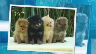 Pomeranian Pups Te Koop