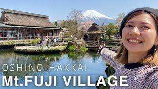 YAMANASHI Oshino Hakkai & Fujiyoshida Mt.Fuji with Sakura (cherry blossoms) Japan vlog