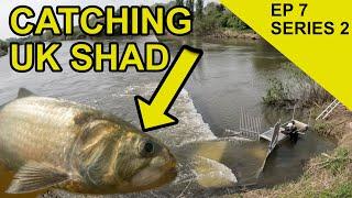 Tracking Shad on The Severn: Chasing Scales Species Hunt (EPISODE 27)