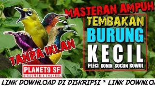 SUARA BURUNG KECIL FULL TEMBAKAN || COCOK UNTUK PEMASTERAN BURUNG JUARA ANDA || SUARA JERNIH PEDAS