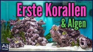 Erste Korallen & Tiere im Reef4u Nano Meerwasser Aquarium | AquaOwner