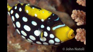 Clown Triggerfish - Balistoides conspicillum