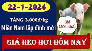 Giá heo hơi ngày hôm nay 22/1/2024 - Miền Nam tăng 3.000 đồng/kg