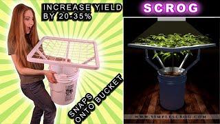 Simple Scrog - Increase Yield (20-35%)