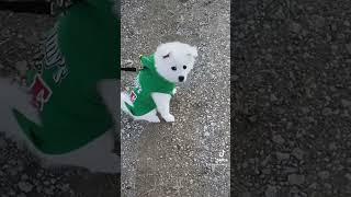 Pup gets a case of the zoomies during our walk today! Oh boy!! ️ #Puppy #AmericanEskimo #zoom